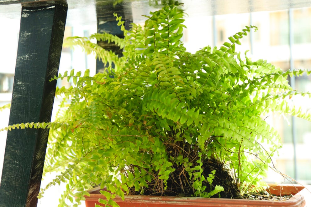 Boston fern as an office plant