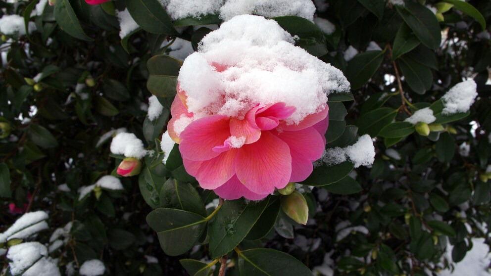 Kamelien vor Winterschäden schützen: Schnee auf einer Kamelienblüte