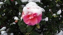 Kamelien vor Wintersch&auml;den sch&uuml;tzen: Schnee auf einer Kamelienbl&uuml;te