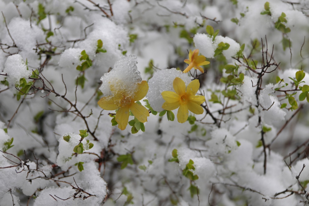 Winterjasmin im Garten anpflanzen im Januar