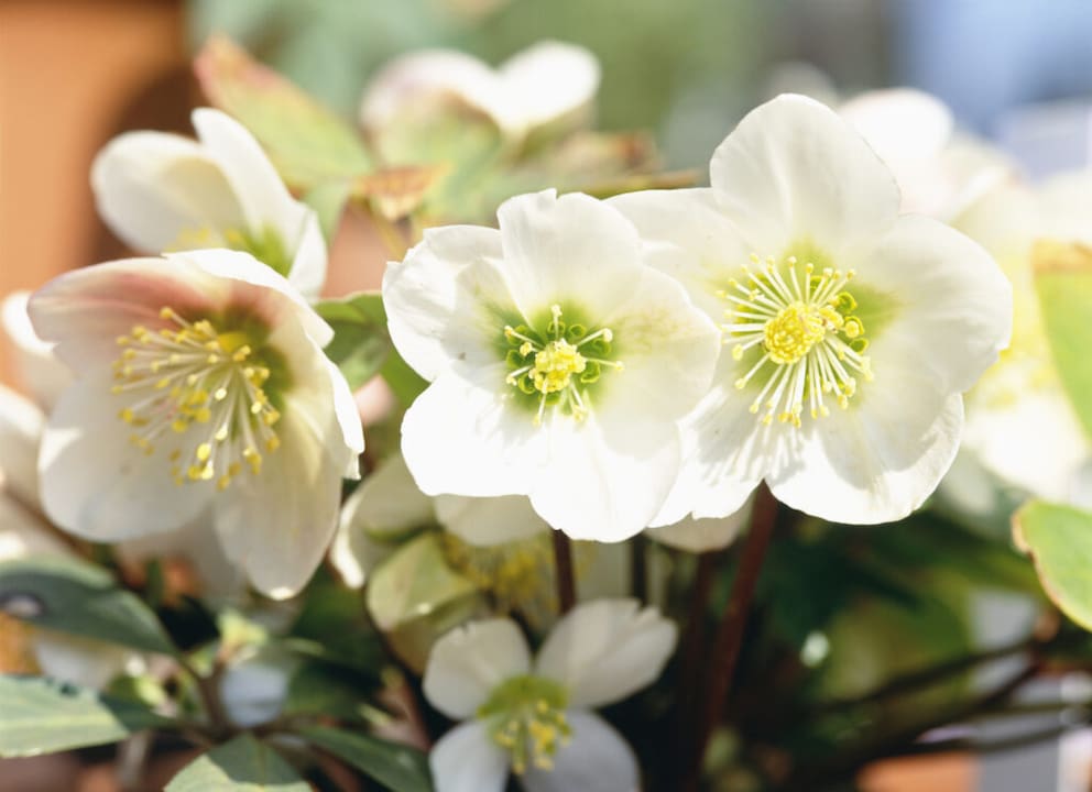 Christmas roses withstand frost and snow as hardy plants
