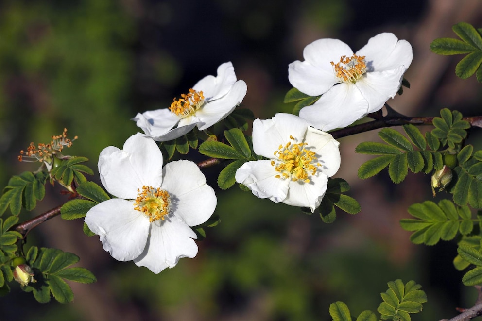 Die Stacheldrahtrose als buntes Gehölz für den Garten