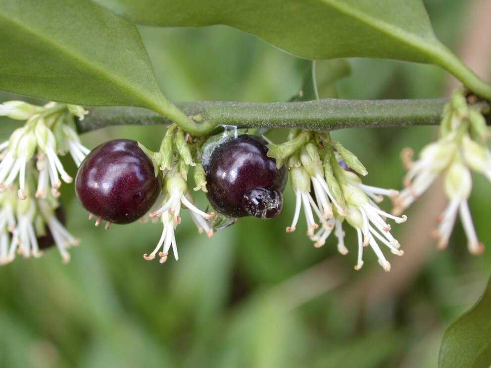 Die Duftende Fleischbeere trägt neben grünen Blättern auch duftende Früchte