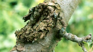 Obstbaumkrebs macht hässliche Auswulstungen an der Baumrinde