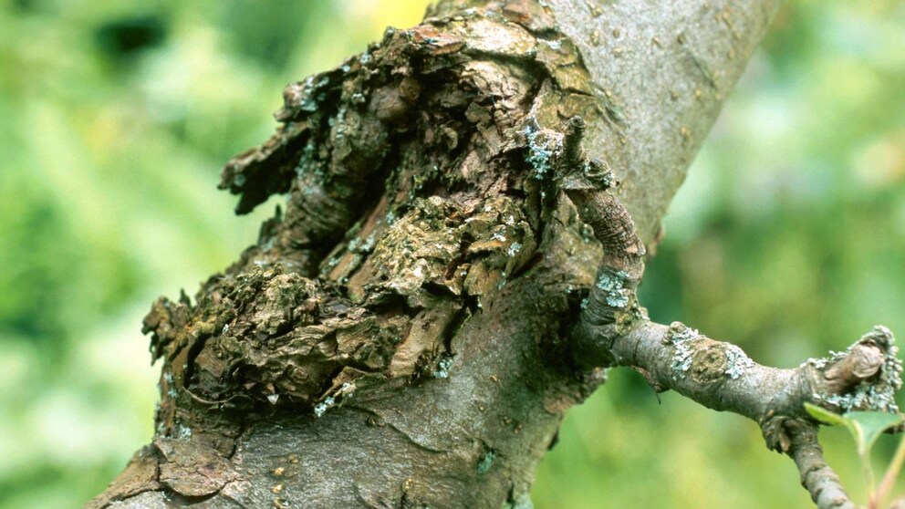 Obstbaumkrebs macht hässliche Auswulstungen an der Baumrinde