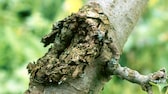 Obstbaumkrebs macht hässliche Auswulstungen an der Baumrinde