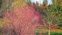 Hartriegel als buntes Gehölz für den Garten