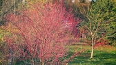 Hartriegel als buntes Gehölz für den Garten