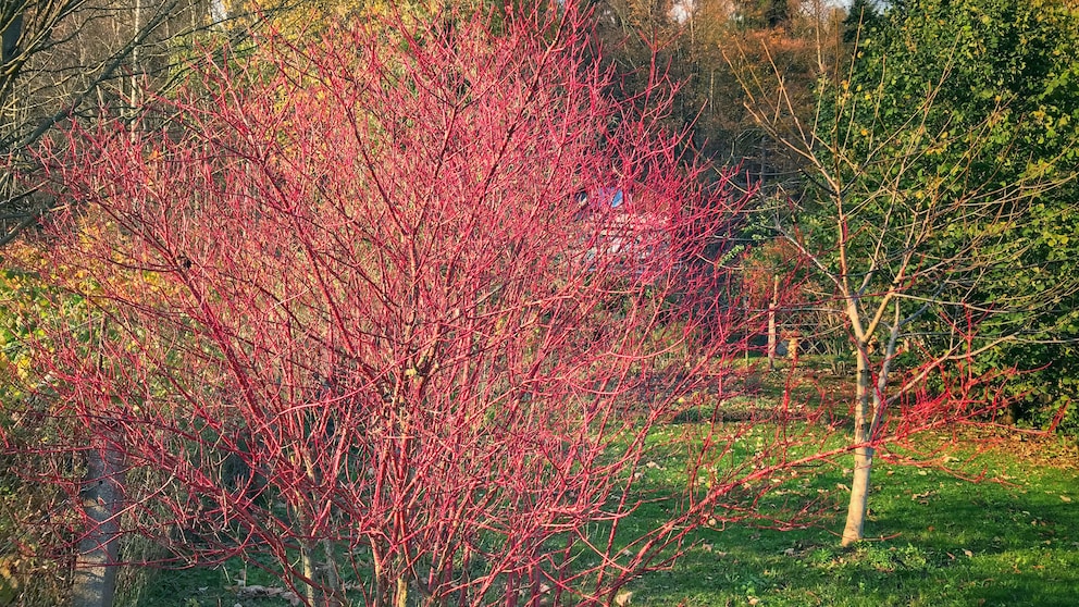 Hartriegel als buntes Gehölz für den Garten