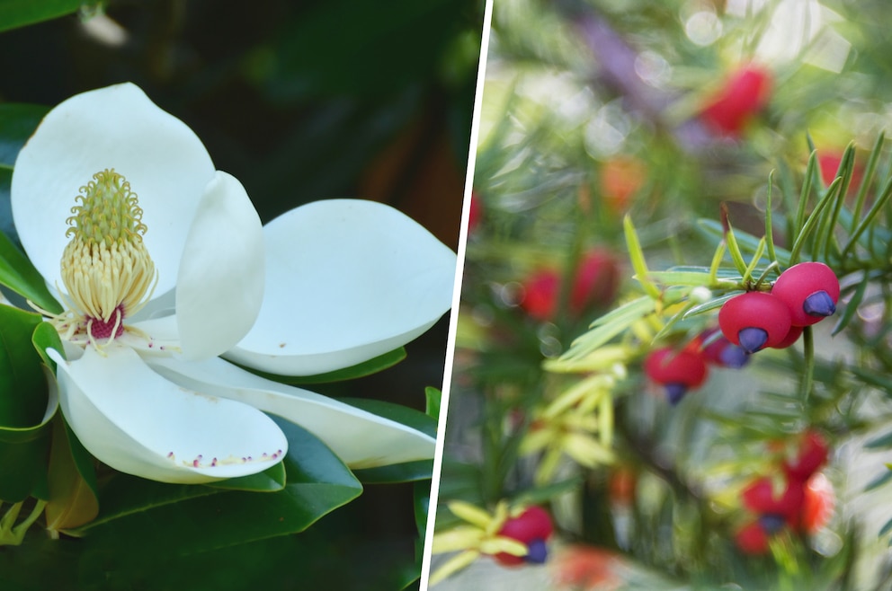 Immergrüne Magnolie (Magnolia grandiflora) mit der Säuleneibe (Taxus baccata) in Kombination