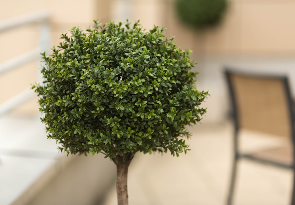 Der Buchsbaum ist ein beliebtes immergrünes Gehölz für den Garten