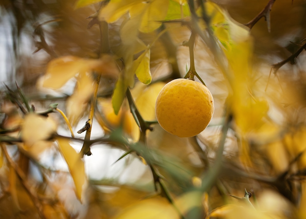 Die robuste Bitterorange hat eine üppige Blütenpracht