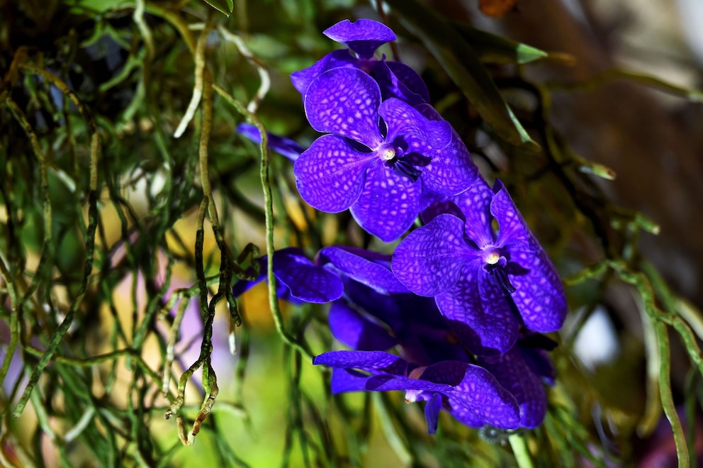 Orchideen wachsen in der Natur auf Bäumen