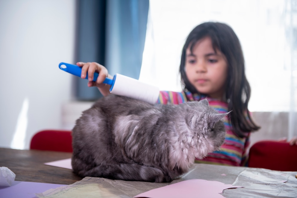 Tierhaare entfernen Katzenhaare