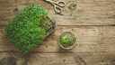Microgreens wie Kresse, Klee, Sprossen oder Keimlinge selbst ziehen