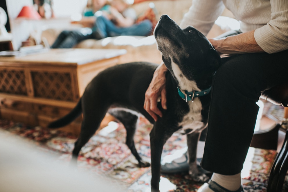 Je größer der Hund, desto mehr Platz braucht er