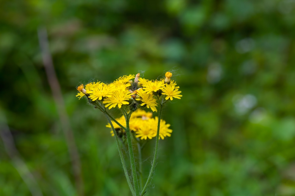 Gelbe Blüten des Kreuzkrautes
