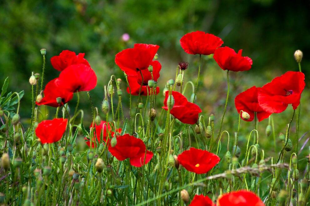 Klatschmohn mit roten Blüten