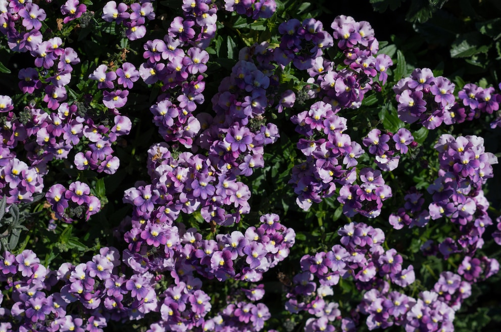 Elfenspiegel kommt als Gartenpflanze zurück und liegt im Trend