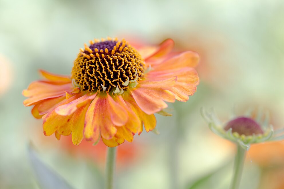 Die Helenium, auch Sonnenbraut genannt, ist ein spätaustreibender Zwiebelblüher 