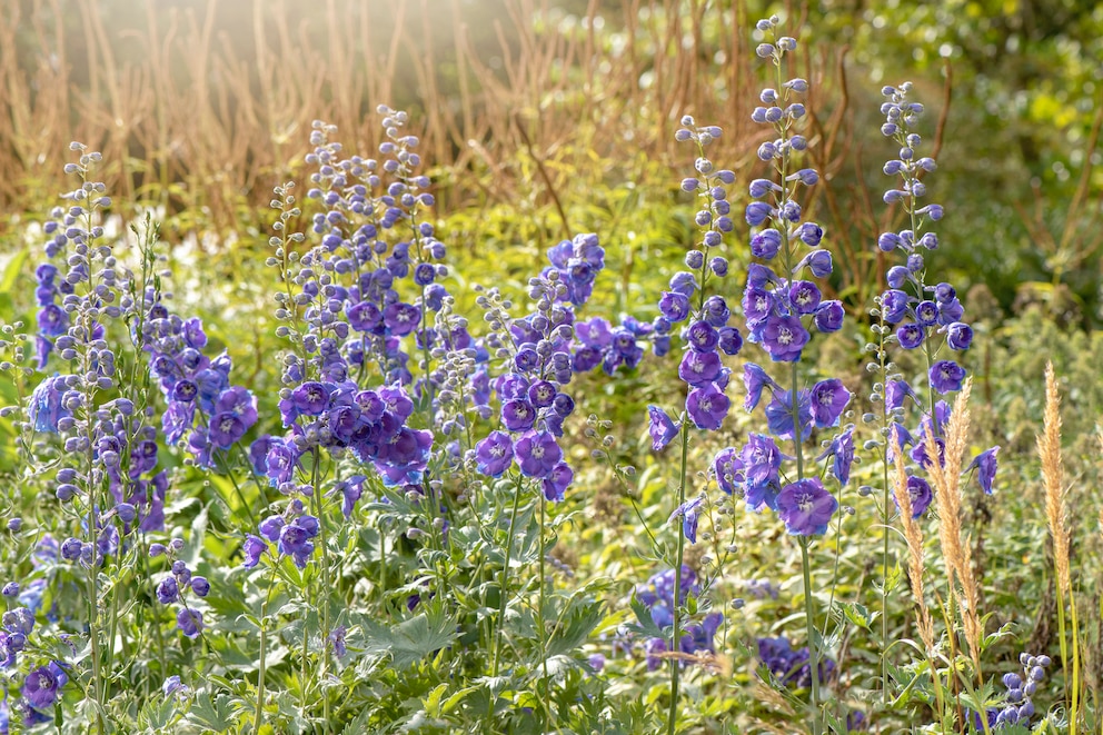 Rittersporn – die Geburtsblume des Monats Juli