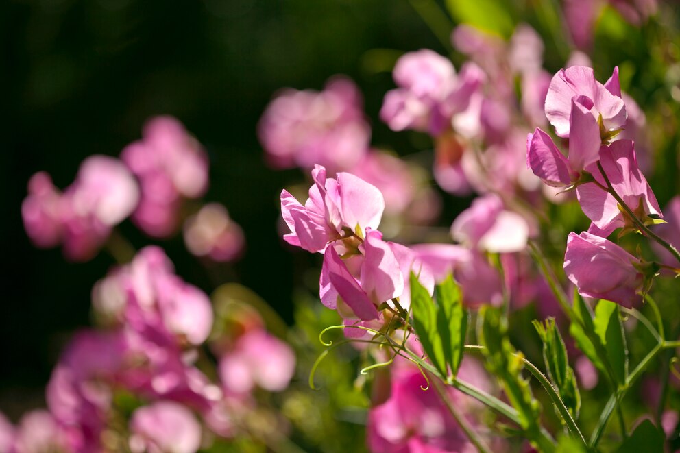 Duftende Platterbse – die Geburtsblume des Monats April