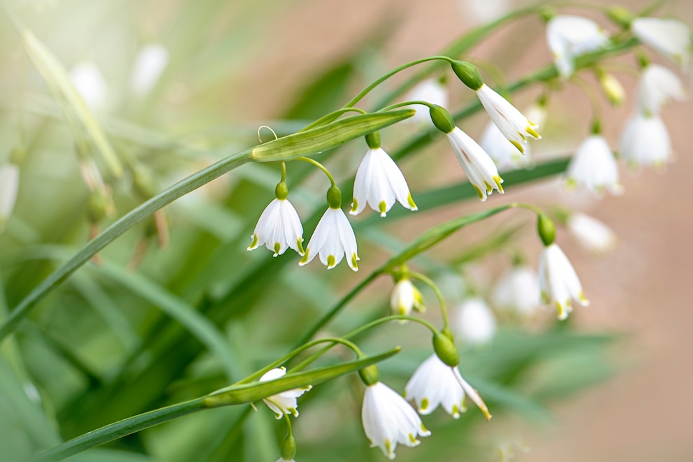 Ein Zwiebelblüher ist die Leucojum, auch Knotenblume genannt