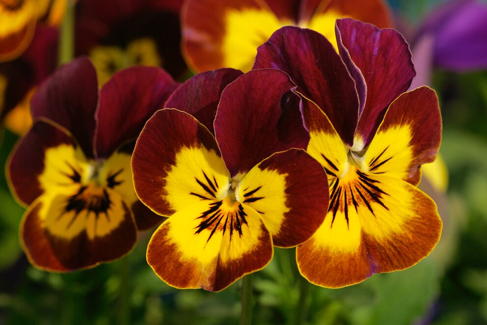 Hornveilchen als Kontrast im Garten