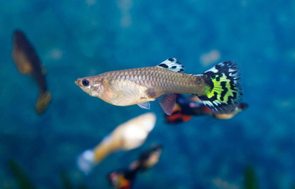 Guppy Aquarium