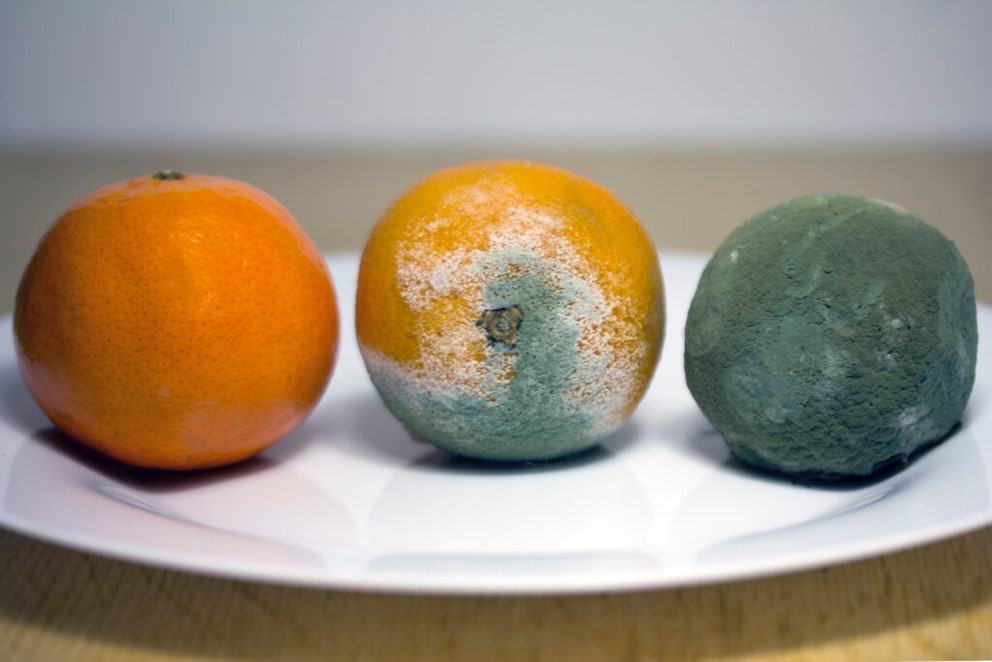 A ceramic plate is impervious to mold