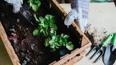 Urban Gardening zu Hause oder im Garten mit Frühbeetkästen