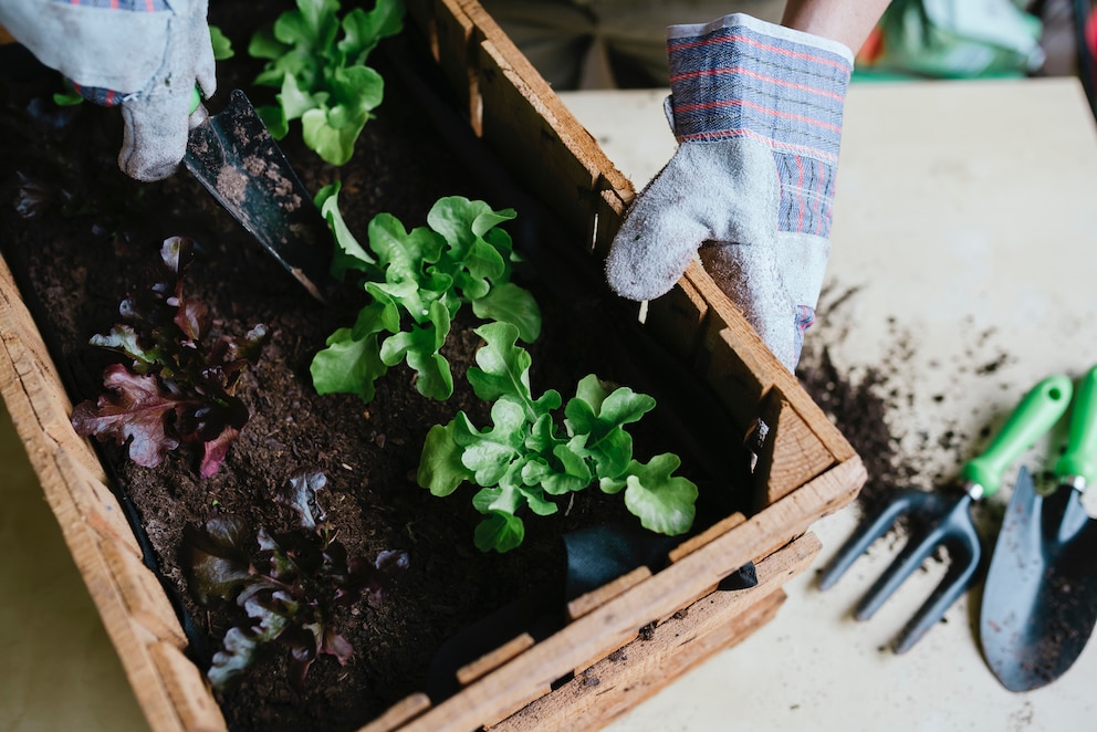 Urban Gardening zu Hause oder im Garten