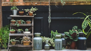 Die aktuellen Gardening-Trends für Zimmerpflanzen und Gartenpflanzen