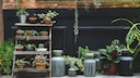Die aktuellen Gardening-Trends für Zimmerpflanzen und Gartenpflanzen