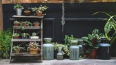 Die aktuellen Gardening-Trends für Zimmerpflanzen und Gartenpflanzen