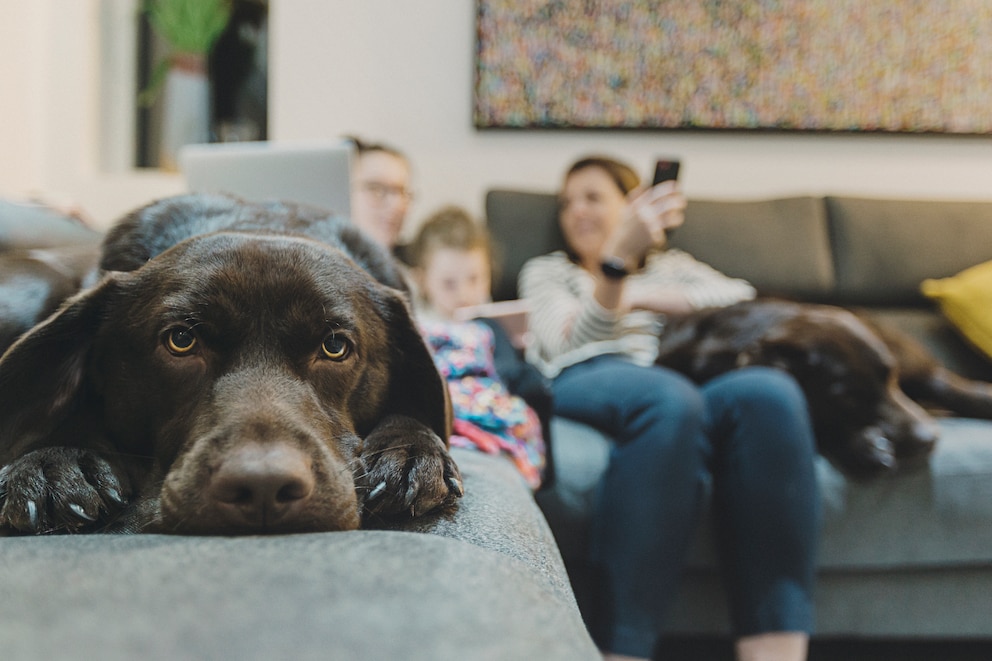 Hunde haben Ansprüche an ihre Halter – aber auch an die Wohnung