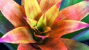 Dieser Trick bringt Bromelien zum Blühen