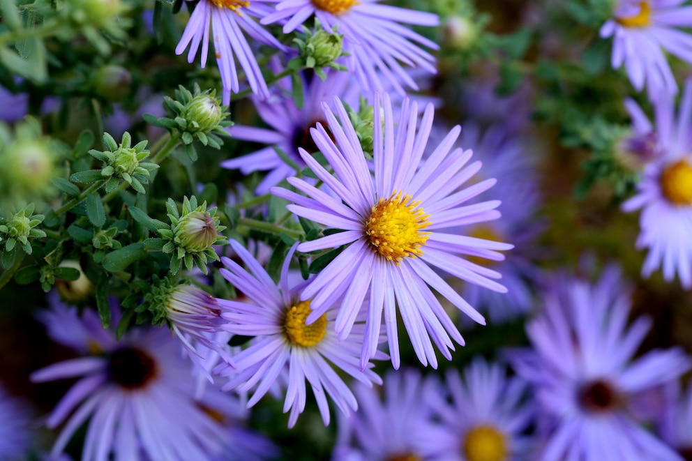 Aster ist die Blume des Septembers