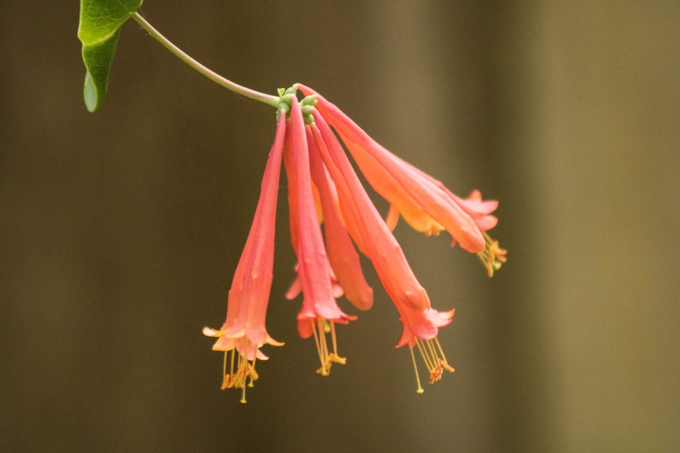 Geißblatt – die Geburtsblume des Monats Juni