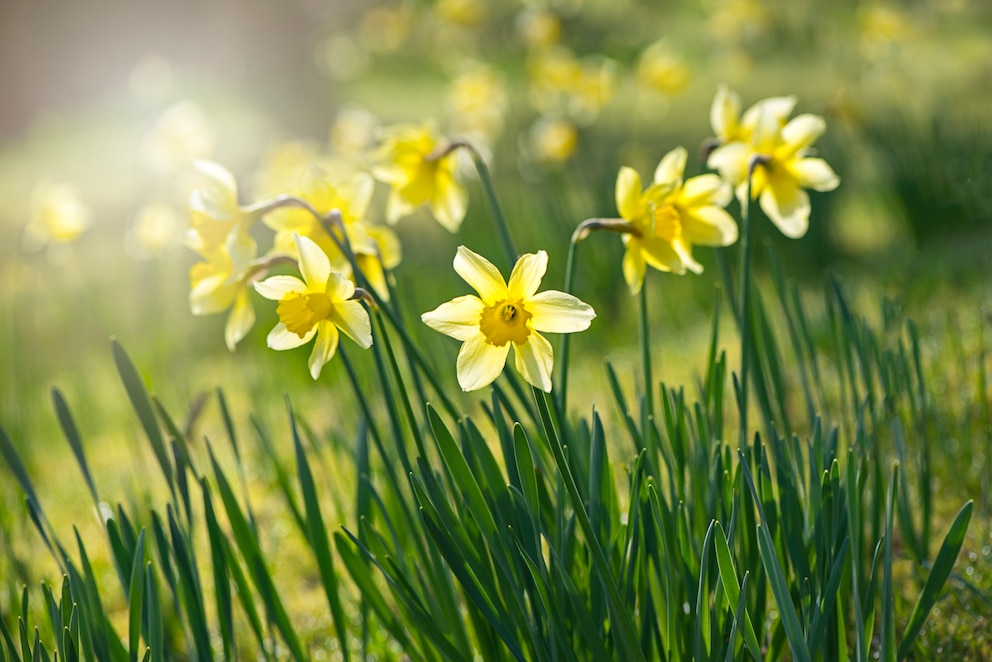 Narzisse – die Geburtsblume des Monats März