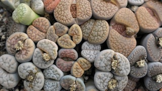 Lithops sind sogenannte lebende Steine und gehören zur Gattung der Sukkulenten