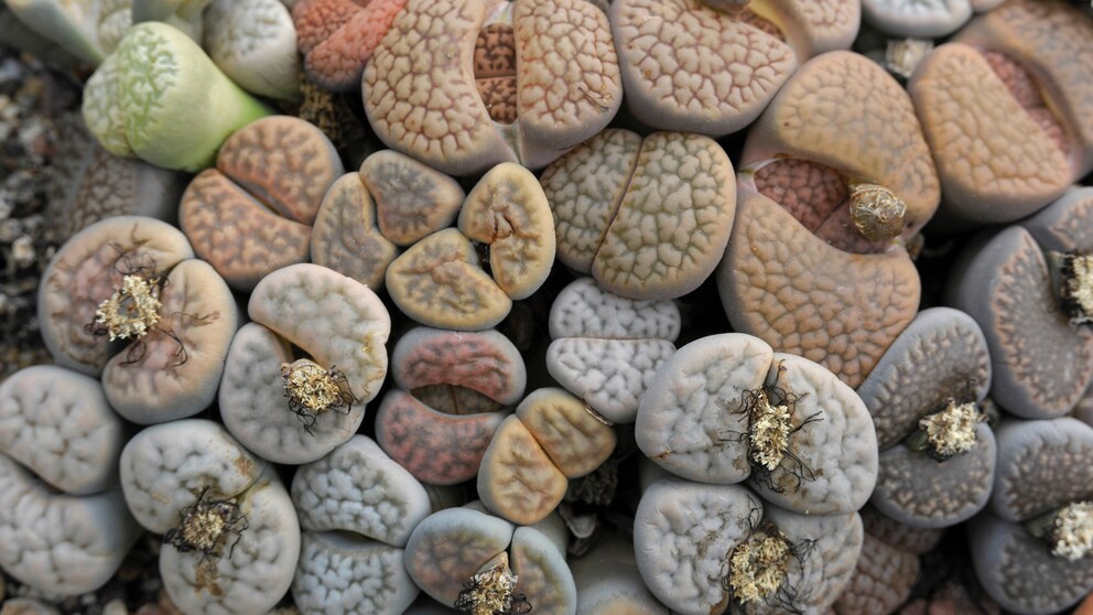 Lithops sind sogenannte lebende Steine und gehören zur Gattung der Sukkulenten