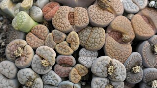 Lithops sind sogenannte lebende Steine und gehören zur Gattung der Sukkulenten