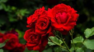 Was bringt es, wenn man Pflanzen wie rote Rosen mit Blut und Knochen düngt?