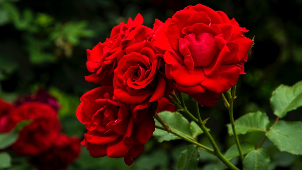 Was bringt es, wenn man Pflanzen wie rote Rosen mit Blut und Knochen düngt?