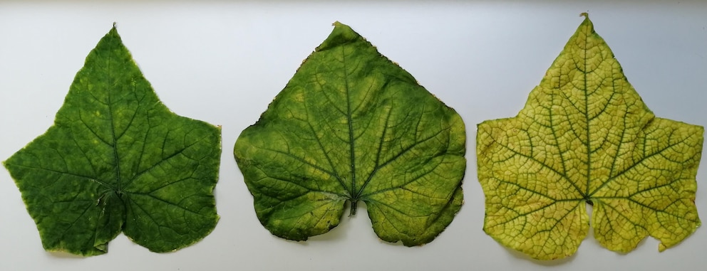 Drei Blätter mit unterschiedlich grüner Färbung