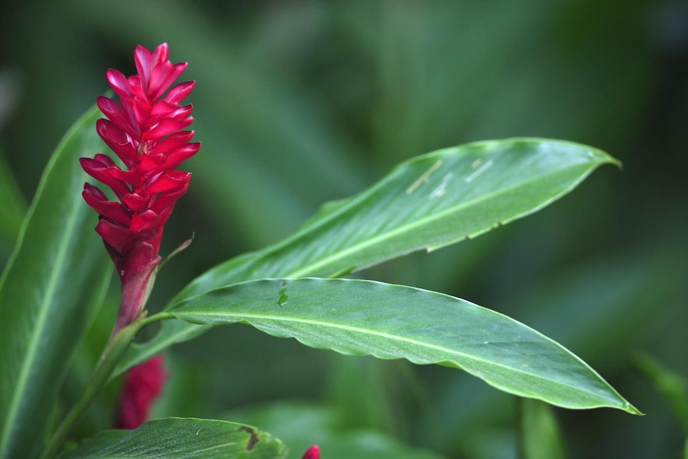 Ingwer-Blüte mit knallroter Farbe