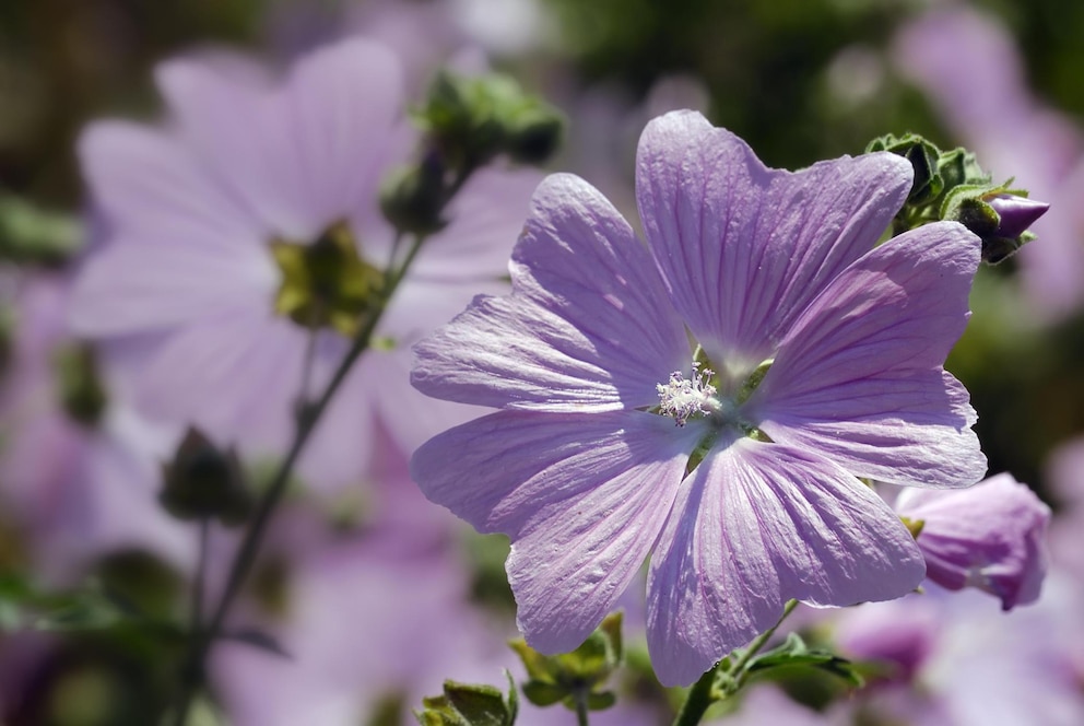 Die violetten Blüten der Wilden Malve locken Bienen und Schmetterlinge in den Garten