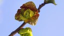 Exotik im Garten: Der dreilappige Paupau hat dreilappige Blüten