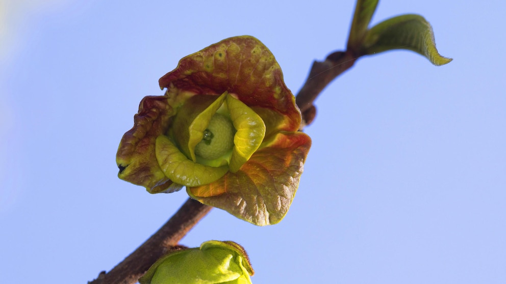 Exotik im Garten: Der dreilappige Paupau hat dreilappige Blüten